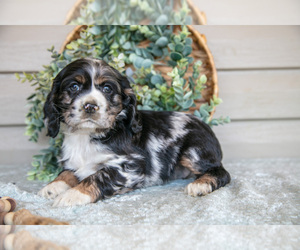 Medium Cocker Spaniel