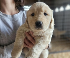 Medium Golden Retriever