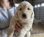 Puppy 5 Golden Retriever