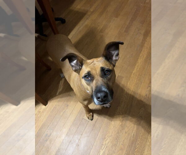 Medium Photo #1 Boxer-Unknown Mix Puppy For Sale in Boston, MA, USA