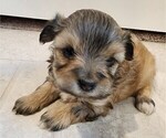 Small #3 YorkiePoo