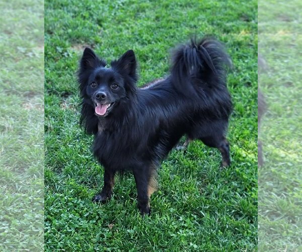 Medium Photo #6 Huskies -Pomeranian Mix Puppy For Sale in Lebanon, PA, USA