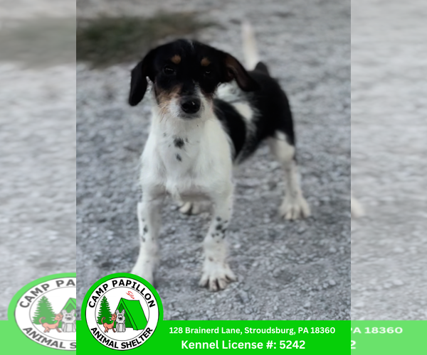 Medium Photo #1 Dachshund-Unknown Mix Puppy For Sale in Stroudsburg, PA, USA