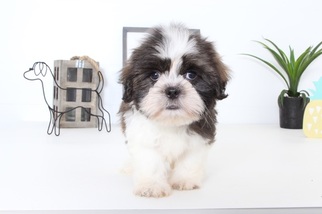 Medium Shih Tzu