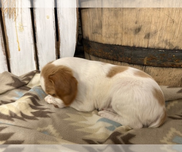 Medium Photo #8 Brittany Puppy For Sale in ORRUM, NC, USA