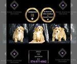 Small Photo #72 Maltipoo Puppy For Sale in WARSAW, IN, USA