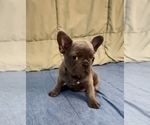 Small #5 French Bulldog