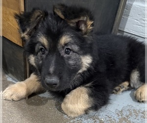 German Shepherd Dog Puppy for sale in BRIGHTON, CO, USA