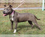 Small #2 American Pit Bull Terrier Mix