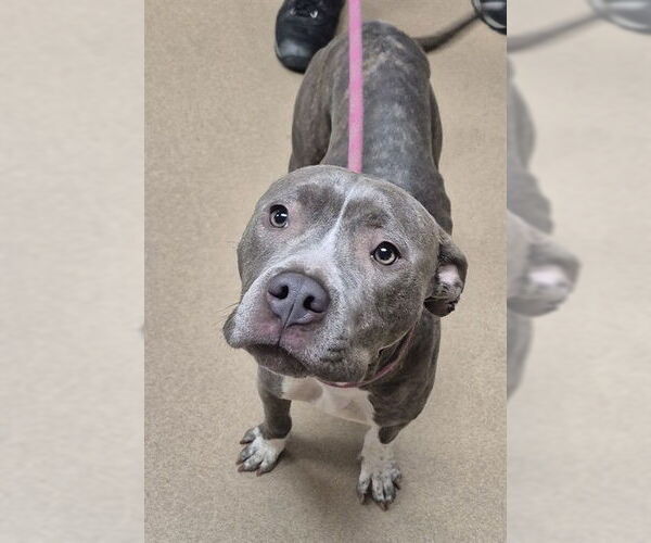 Medium Photo #2 Mutt Puppy For Sale in Decatur, IL, USA