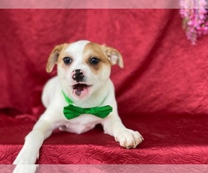 Puggle Puppy for sale in LANCASTER, PA, USA