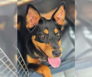 Black Mouth Cur-Rottweiler Mix Dogs for adoption in Gilberts, IL, USA