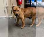 Small #6 Mutt