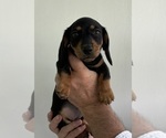 Small #3 Dachshund