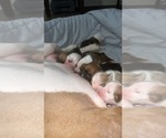 Small Photo #13 Olde English Bulldogge Puppy For Sale in BRYAN, TX, USA
