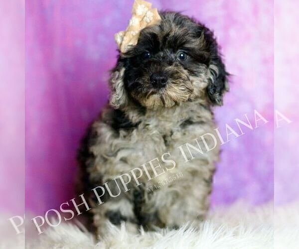 Medium Photo #7 Poodle (Miniature) Puppy For Sale in WARSAW, IN, USA