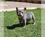 Small Photo #5 French Bulldog Puppy For Sale in HESPERIA, CA, USA