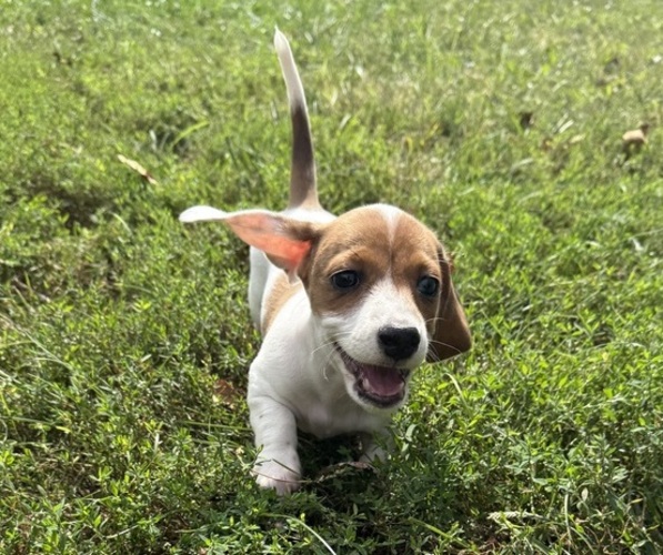 Medium Photo #1 Dachshund Puppy For Sale in ASHLAND, NE, USA