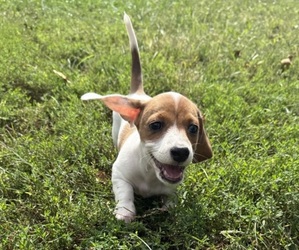 Medium Dachshund