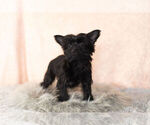 Small Photo #2 YorkiePoo Puppy For Sale in NAPPANEE, IN, USA
