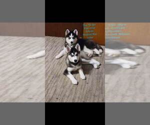 Siberian Husky Puppy for sale in OMAHA, NE, USA