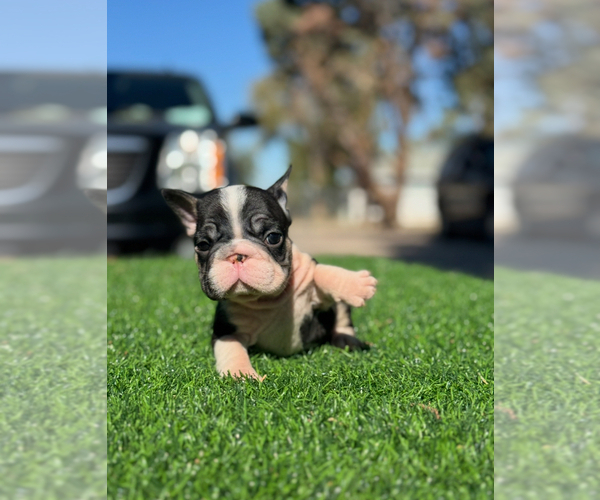 Medium Photo #2 French Bulldog Puppy For Sale in DETROIT, MI, USA