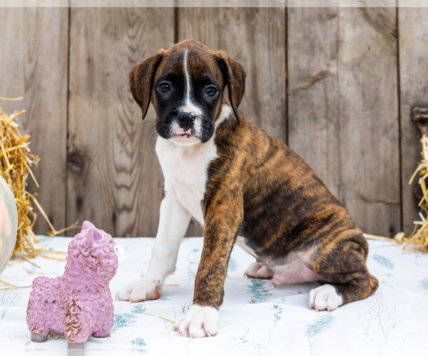 Medium Photo #10 Boxer Puppy For Sale in WAKARUSA, IN, USA