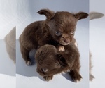 Small Photo #2 Chihuahua Puppy For Sale in BLACKSTONE, VA, USA