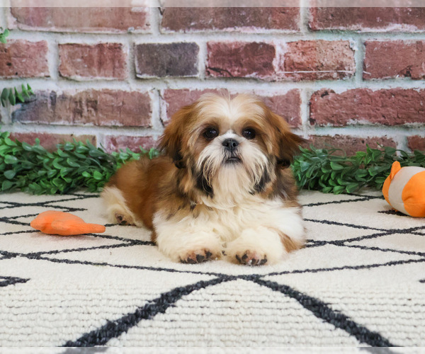 Medium Photo #3 Shih Tzu Puppy For Sale in SYRACUSE, IN, USA