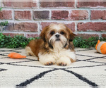 Small #2 Shih Tzu