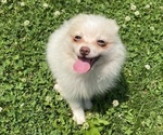 Small #5 Pomeranian