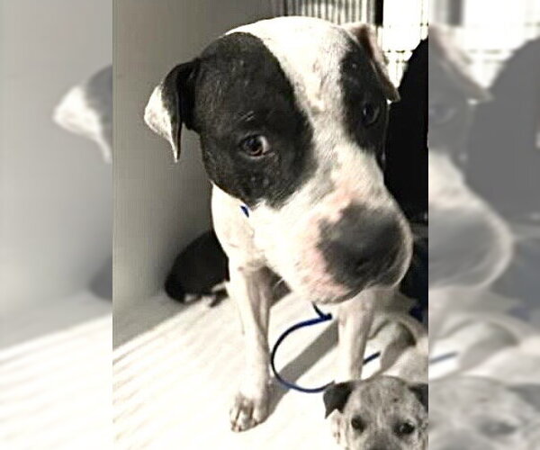 Medium Photo #1 Mutt Puppy For Sale in Houston, TX, USA