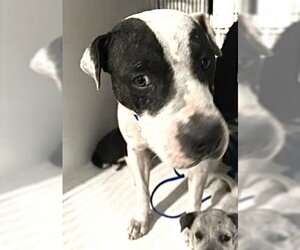 Mutt Dogs for adoption in Houston, TX, USA