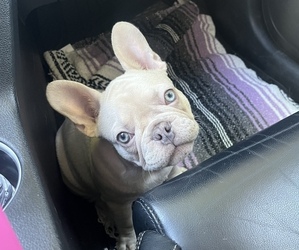French Bulldog Puppy for sale in SYLMAR, CA, USA