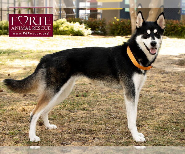 Medium Photo #4 Siberian Husky Puppy For Sale in Marina del Rey, CA, USA