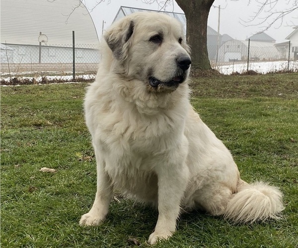 Medium Photo #1 Great Pyrenees Puppy For Sale in HUBBARD, IA, USA