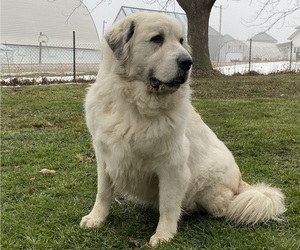 Mother of the Great Pyrenees puppies born on 02/03/2026