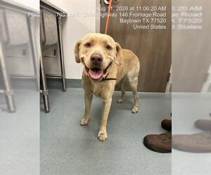 Labrador Retriever Dogs for adoption in Baytown, TX, USA