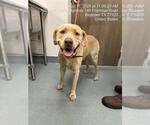 Small Labrador Retriever