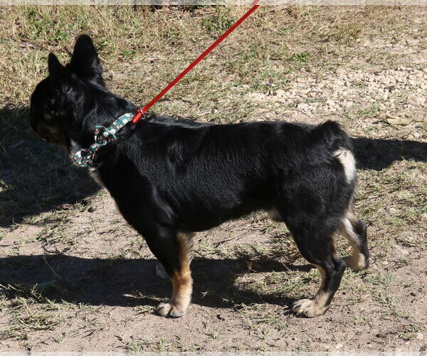 Medium Photo #4 French Bulldog Puppy For Sale in Bandera, TX, USA