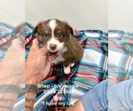 Puppy Shep Miniature Australian Shepherd