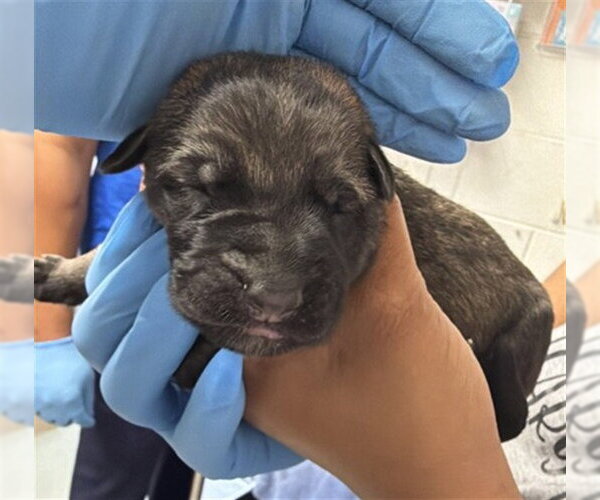 Medium Photo #1 German Shepherd Dog Puppy For Sale in San Bernardino, CA, USA