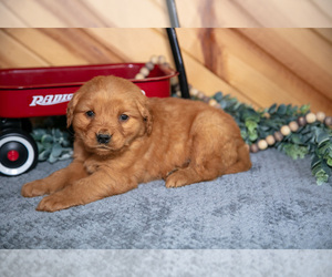 Medium Golden Retriever