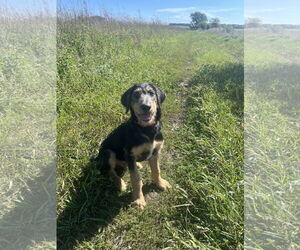 Labradoodle Dogs for adoption in Estherville, IA, USA