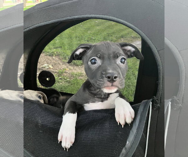 Medium Photo #2 Australian Shepherd-Staffordshire Bull Terrier Mix Puppy For Sale in Davis, CA, USA