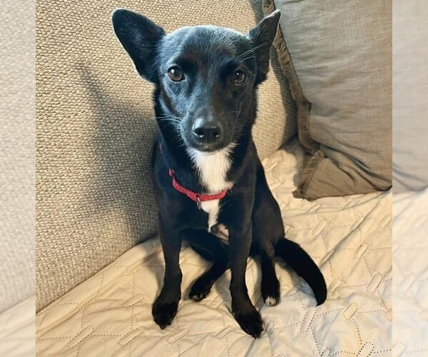 Medium Photo #1 Chihuahua-Unknown Mix Puppy For Sale in Spring Lake, NC, USA