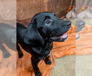 Riley - Female Labrador Retriever Dog for Adoption - Photo #4
