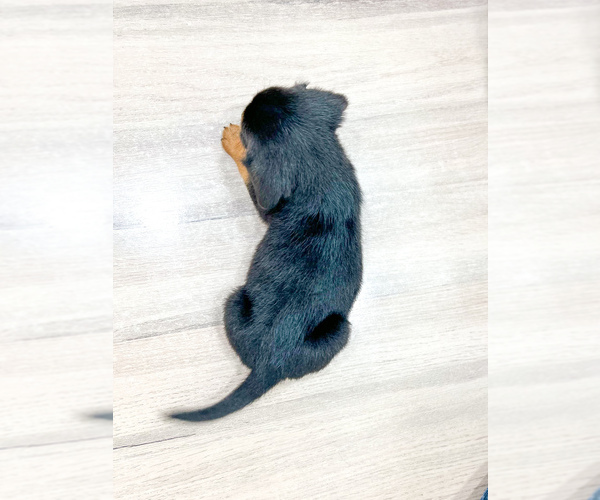 Medium Photo #4 Beaglier Puppy For Sale in MILLERSBURG, OH, USA
