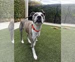 Small #1 American Pit Bull Terrier Mix