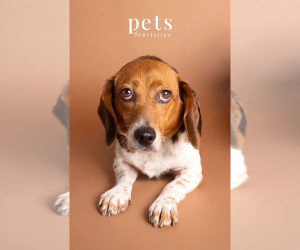 Medium Photo #12 Beagle Puppy For Sale in Foristell, MO, USA